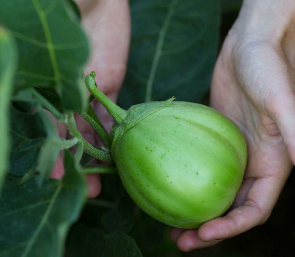 Solanum melongena - semillas de Berenjena - Wikifarmer